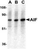 Anti-AIF antibody used in Western Blot (WB). GTX22086