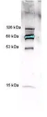 Anti-Myeloperoxidase antibody used in Western Blot (WB). GTX22088