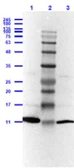 Anti-Leptin antibody used in Western Blot (WB). GTX22095