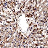 Anti-AHR antibody used in IHC (Paraffin sections) (IHC-P). GTX22100