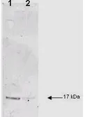 Anti-IL1 beta antibody used in Western Blot (WB). GTX22105
