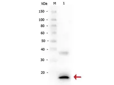 Anti-IL1 beta antibody used in Western Blot (WB). GTX22105