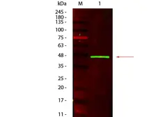 Anti-Horseradish Peroxidase antibody used in Western Blot (WB). GTX22110