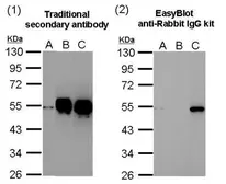 EasyBlot anti Rabbit IgG (HRP). GTX221666-01