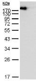EasyBlot anti Mouse IgG (HRP). GTX221667-01