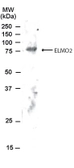 Anti-ELMO2 antibody used in Western Blot (WB). GTX22240