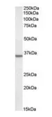 Anti-Annexin II antibody used in Western Blot (WB). GTX22242