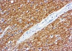 Anti-Myelin basic protein antibody used in IHC (Paraffin sections) (IHC-P). GTX22404