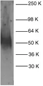 Anti-Fas antibody used in Western Blot (WB). GTX22437