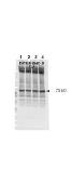Anti-Merlin (phospho Ser518) antibody used in Western Blot (WB). GTX22478