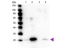 Anti-Myosin Light Chain 2 (phospho Ser19) antibody used in Western Blot (WB). GTX22480