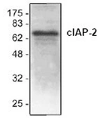 Anti-cIAP2 antibody used in Western Blot (WB). GTX22540