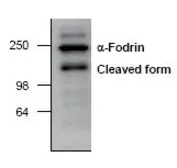 Anti-alpha Fodrin antibody used in Western Blot (WB). GTX22558