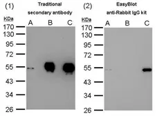 EasyBlot anti-Rabbit IgG Kit (Optimized for Prot A/G). GTX225856-01