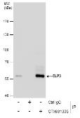 EasyBlot anti-Mouse IgG Kit (Optimized for Prot A/G). GTX225857-01