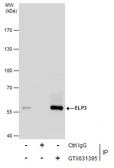 EasyBlot anti-Mouse IgG Kit (Optimized for Prot A/G). GTX225857-01