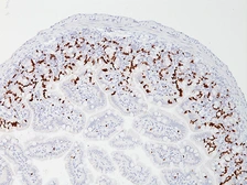 Anti-BrdU antibody [BrdU007] (ready-to-use) (Biotin) used in Immunohistochemistry (IHC). GTX22704