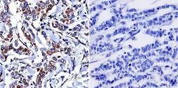 Anti-Cytohesin 1 + Cytohesin 2 antibody [6G11] used in IHC (Paraffin sections) (IHC-P). GTX22729