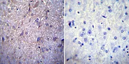 Anti-Nucleoporin p62 antibody [RL1] used in IHC (Paraffin sections) (IHC-P). GTX22734