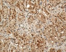 Anti-Prolactin Receptor antibody [U5] used in IHC (Paraffin sections) (IHC-P). GTX22772