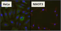 Anti-HSP27 antibody [G3.1] used in Immunocytochemistry/ Immunofluorescence (ICC/IF). GTX22790