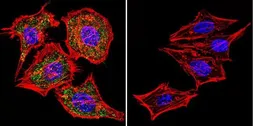 Anti-NFAT2 antibody [7A6] used in Immunocytochemistry/ Immunofluorescence (ICC/IF). GTX22796