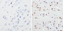 Anti-MECP2 antibody used in IHC (Paraffin sections) (IHC-P). GTX22828