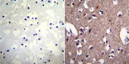 Anti-Sodium Potassium ATPase antibody [9-A5] used in IHC (Paraffin sections) (IHC-P). GTX22867