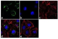 Anti-COPB antibody used in Immunocytochemistry/ Immunofluorescence (ICC/IF). GTX22899