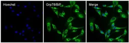 Anti-Grp78 antibody used in Immunocytochemistry/ Immunofluorescence (ICC/IF). GTX22902