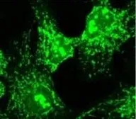 Anti-COPA antibody used in Immunocytochemistry/ Immunofluorescence (ICC/IF). GTX22913