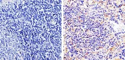 Anti-pan Arrestin antibody used in IHC (Paraffin sections) (IHC-P). GTX22914