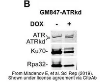 Anti-Ku70 antibody [N3H10] used in Western Blot (WB). GTX23114