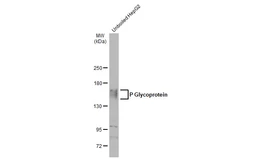 Anti-P Glycoprotein antibody [C219] used in Western Blot (WB). GTX23364