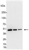Anti-KT3 tag antibody used in Western Blot (WB). GTX23398