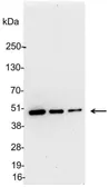 Anti-KT3 tag antibody used in Western Blot (WB). GTX23398