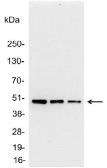Anti-AU1 tag antibody used in Western Blot (WB). GTX23400