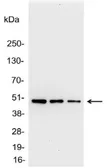 Anti-AU1 tag antibody used in Western Blot (WB). GTX23400