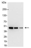 Anti-AU1 tag antibody (HRP) used in Western Blot (WB). GTX23402
