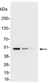 Anti-AU5 tag antibody used in Western Blot (WB). GTX23404
