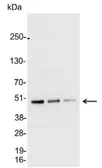 Anti-AU5 tag antibody used in Western Blot (WB). GTX23405