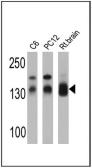 Anti-SAP97 antibody used in Western Blot (WB). GTX23437
