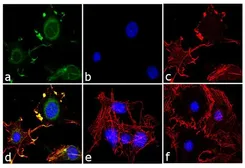 Anti-Adiponectin antibody used in Immunocytochemistry/ Immunofluorescence (ICC/IF). GTX23455