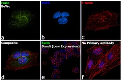 Anti-Furin antibody used in Immunocytochemistry/ Immunofluorescence (ICC/IF). GTX23467
