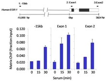 Anti-SIN3A antibody used in ChIP assay (ChIP assay). GTX23479