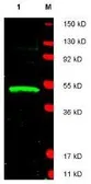 Anti-LDB1 antibody used in Western Blot (WB). GTX23499