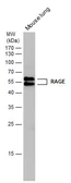 Anti-RAGE antibody used in Western Blot (WB). GTX23611