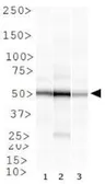 Anti-Rad51B antibody [1 H3/13] used in Western Blot (WB). GTX23637