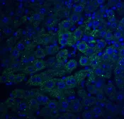 Anti-F1A alpha antibody used in IHC (Paraffin sections) (IHC-P). GTX23686