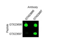 Anti-SOX9 (phospho Ser181) antibody used in Dot blot (Dot). GTX23696